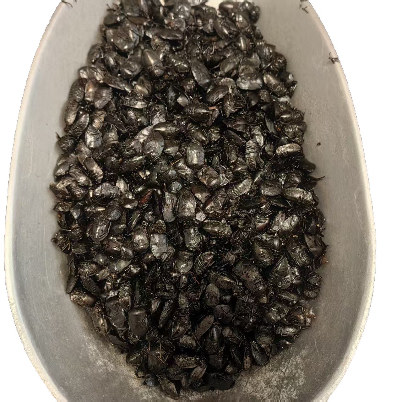 Jiu Xiang Chong Dried Bug 500g Aspongopus chinensis Whole Insect TCM Herbal Ingredient Natural Sun Dried - Image 5