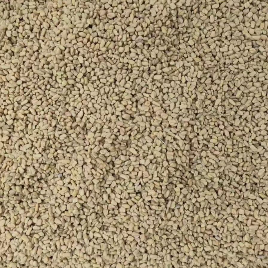Hu Lu Ba Seeds (Trigonella foenum-graecum) — Dried Fenugreek Food Herb, 500g - Image 3