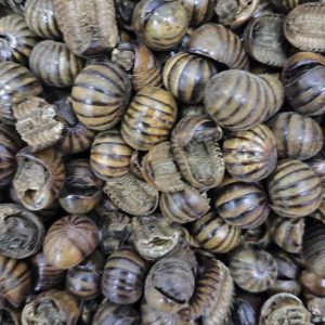 Gun Shan Chong (Rolling Mountain Insect) — Dried TCM Insect Herb, Powder Service Available