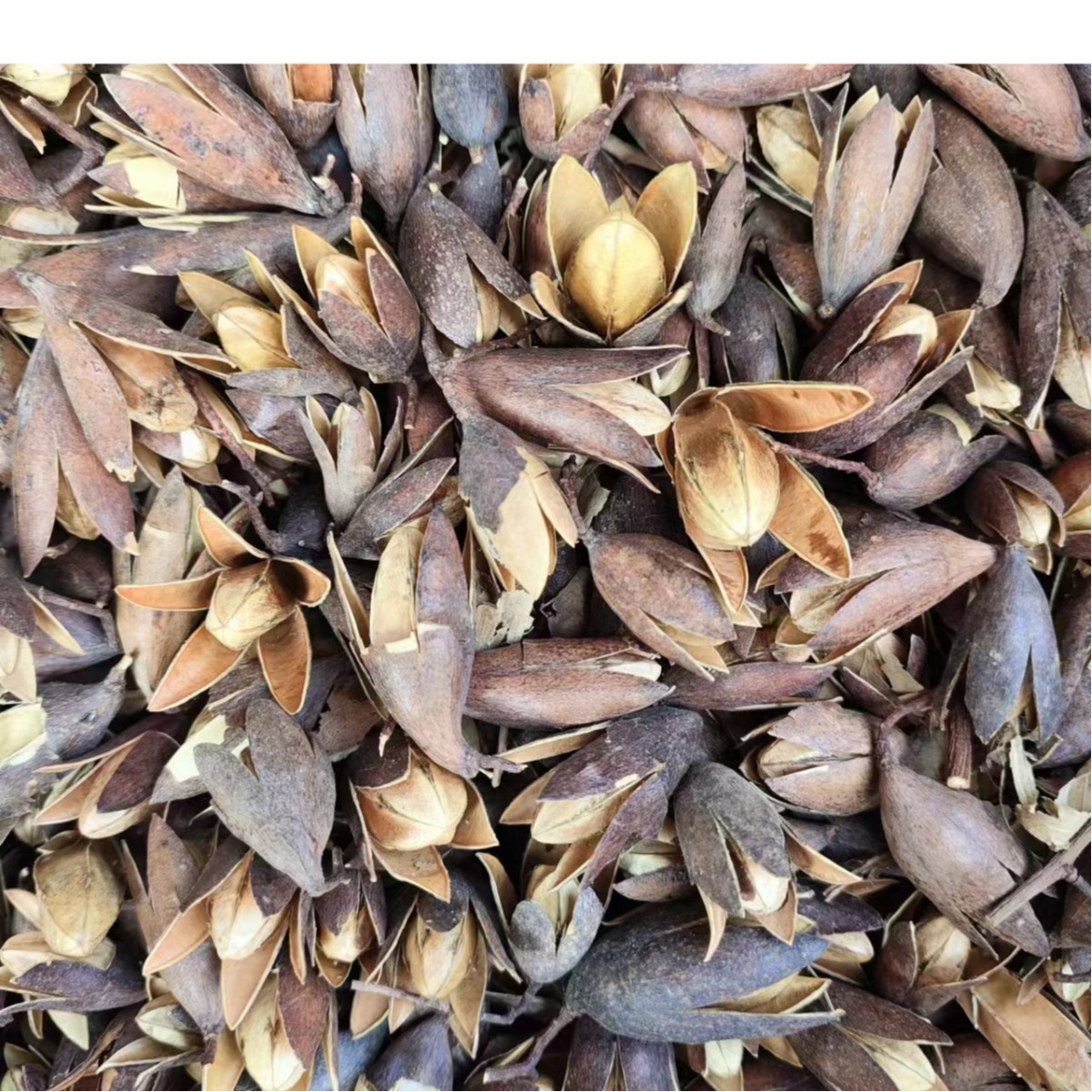 Xiang Chun Zi (Toona sinensis Seeds) — Dried Food Herb, 500g - Image 5