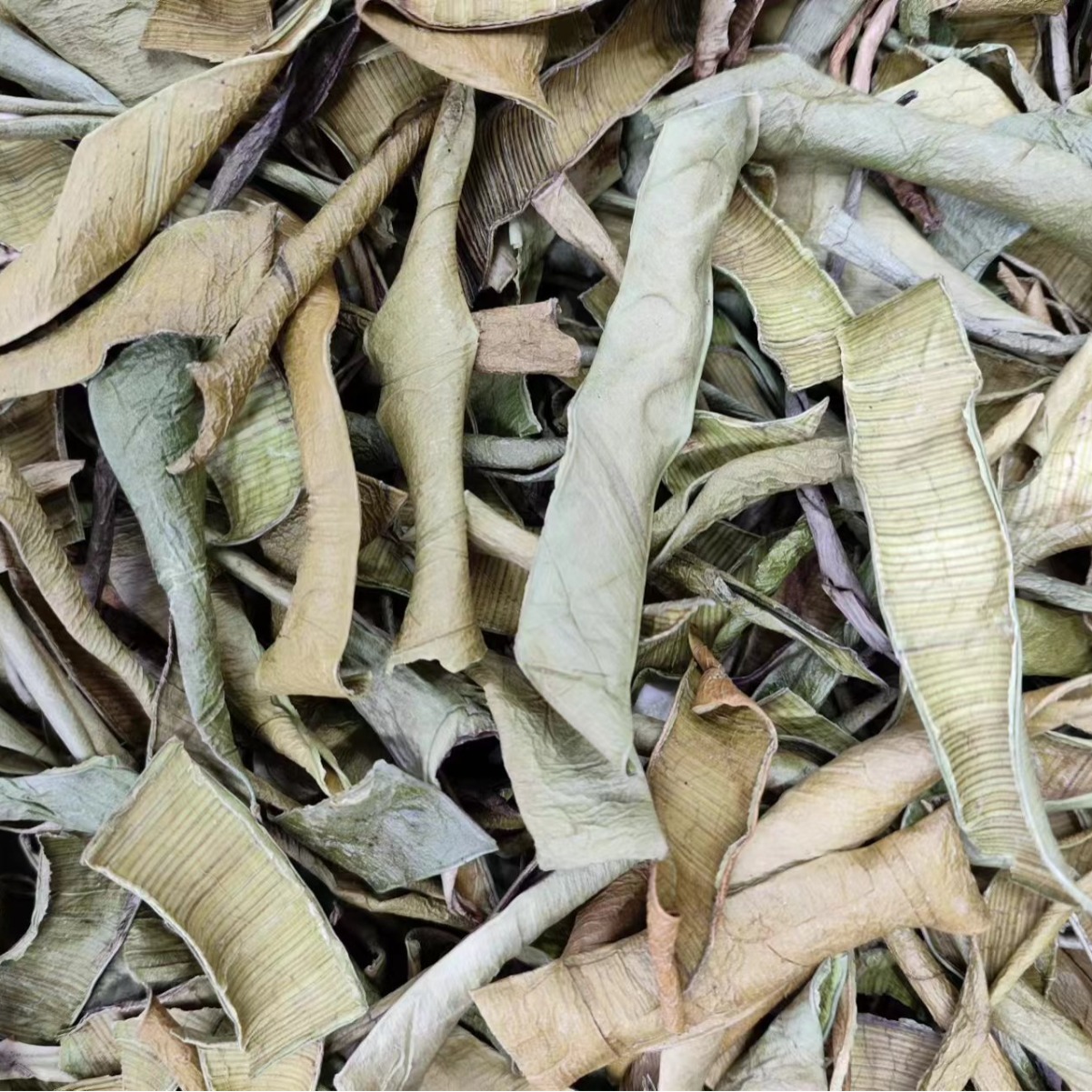 Aloe Peel (Aloe vera) — Dried Aloe Rind & Shreds, Food-Herb Botanical for Tea & Soaks - Image 3