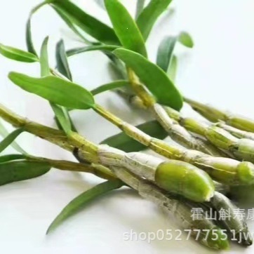 Huoshan Dendrobium Fresh Stems Mi Hu 霍山米斛 Ready-to-Eat 500g - Image 4