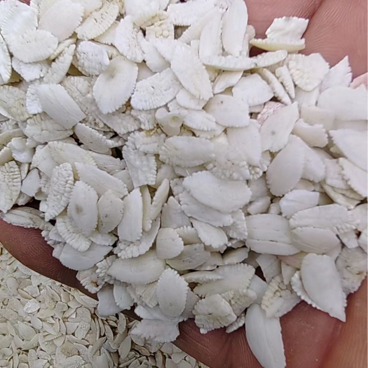 Yu Nao Shi (Fish Otolith / Fish Brain Stone) — Dried TCM Mineral Herb, 500g - Image 2