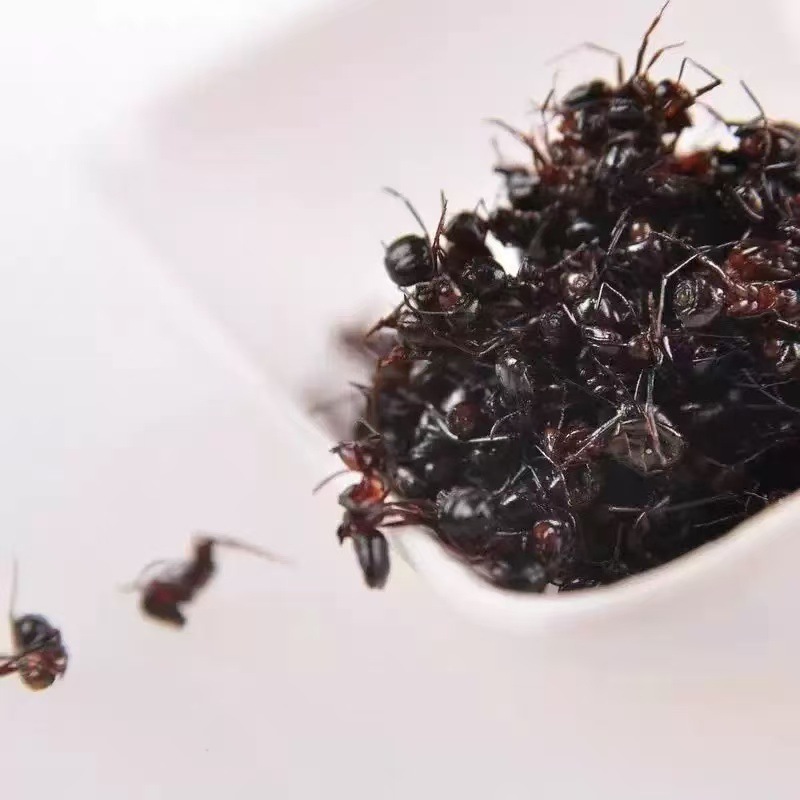 Black Ant Dried Whole (Polyrhachis vicina) — Food-Herb TCM Ingredient 500g - Image 3