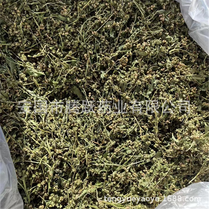Gan Huang Cao Dried Penthorum chinense Herb Sichuan Whole Plant 500g Bag - Image 4