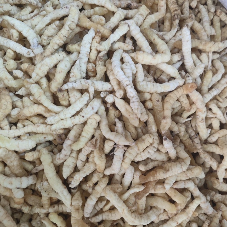 Cao Shi Can (Stachys affinis) — Dried Chinese Artichoke Tubers, Food Herb from Yunnan - Image 2