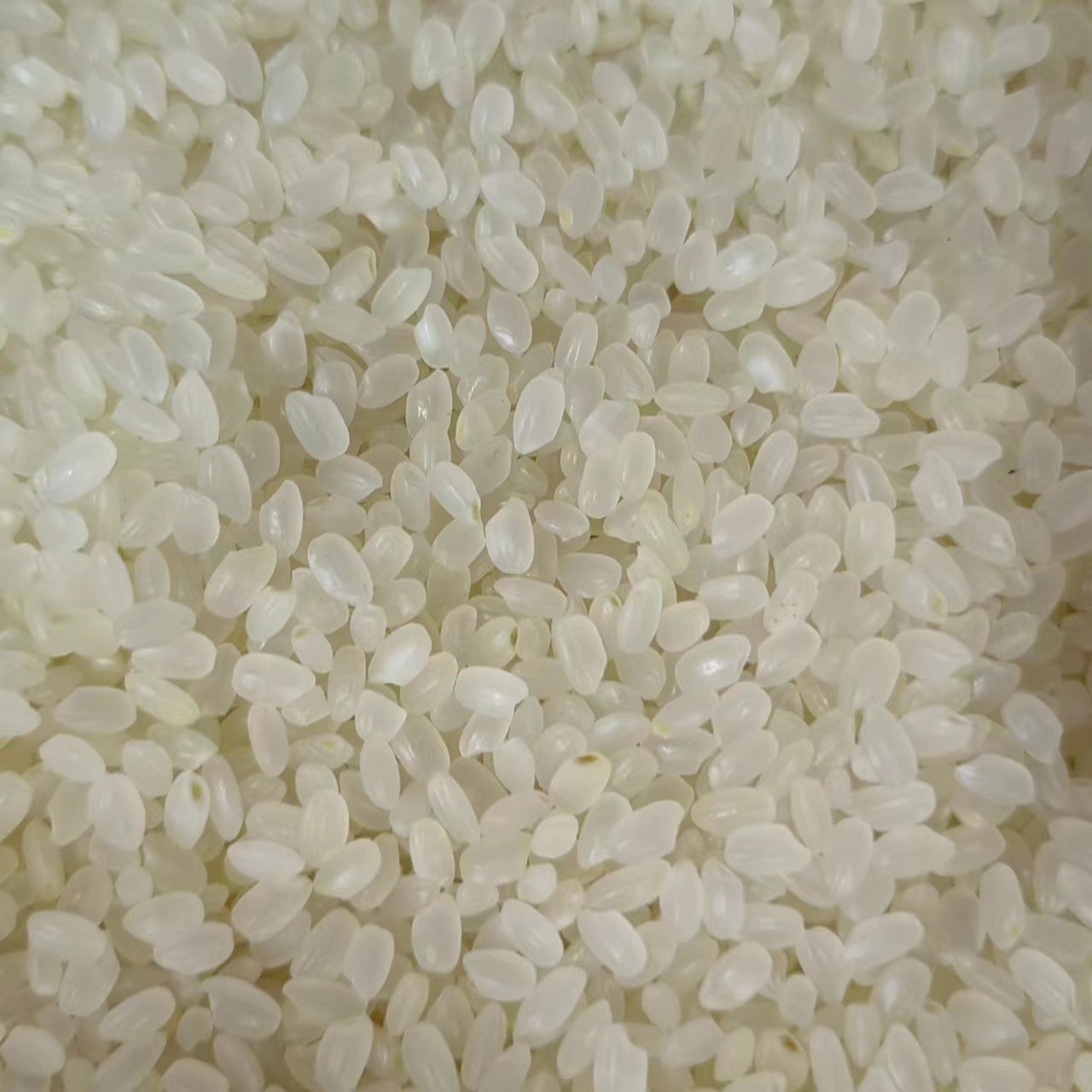 Japonica Rice (Oryza sativa japonica) — Dried Whole Grain for Congee & Herbal Soups - Image 4