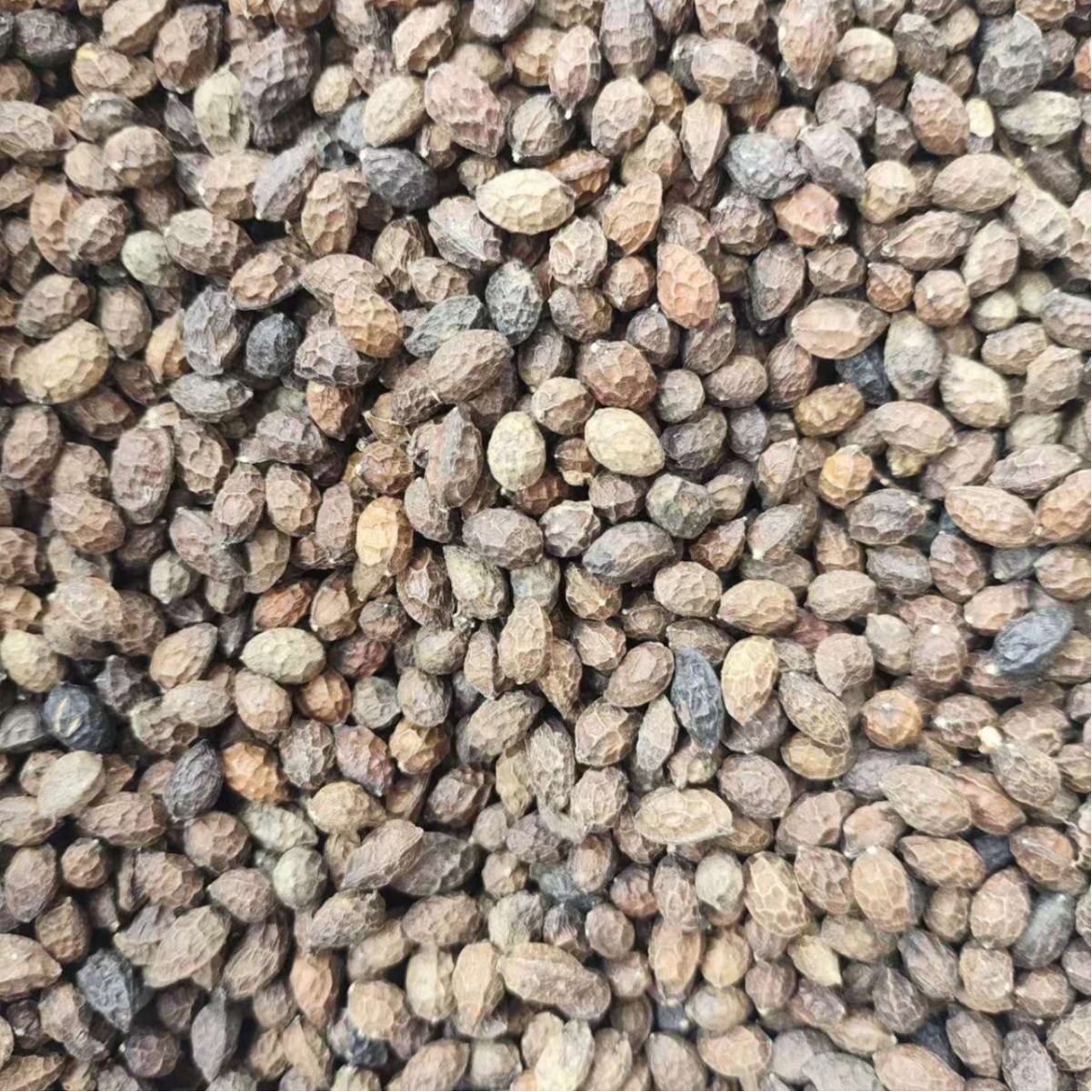 Ya Dan Zi (Brucea javanica) — Dried Bitter Seed Herb, 500g, Unsulfured - Image 5