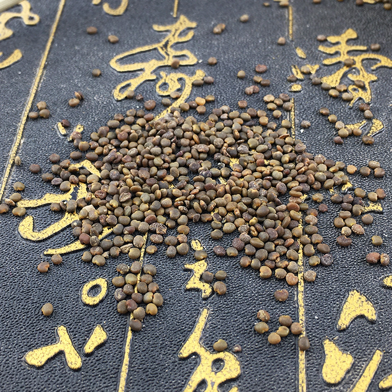 Dried Sha Yuan Zi Seeds Sha Yuan Zi Traditional TCM Herb for Decoctions and Teas 500g - Image 4