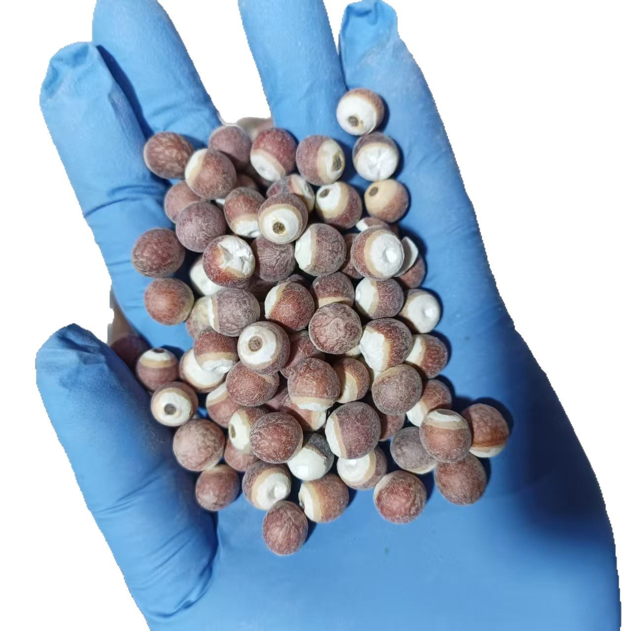 Dried Euryale Ferox Seeds Qian Shi 500g Chinese Herbal Food Grain - Image 5