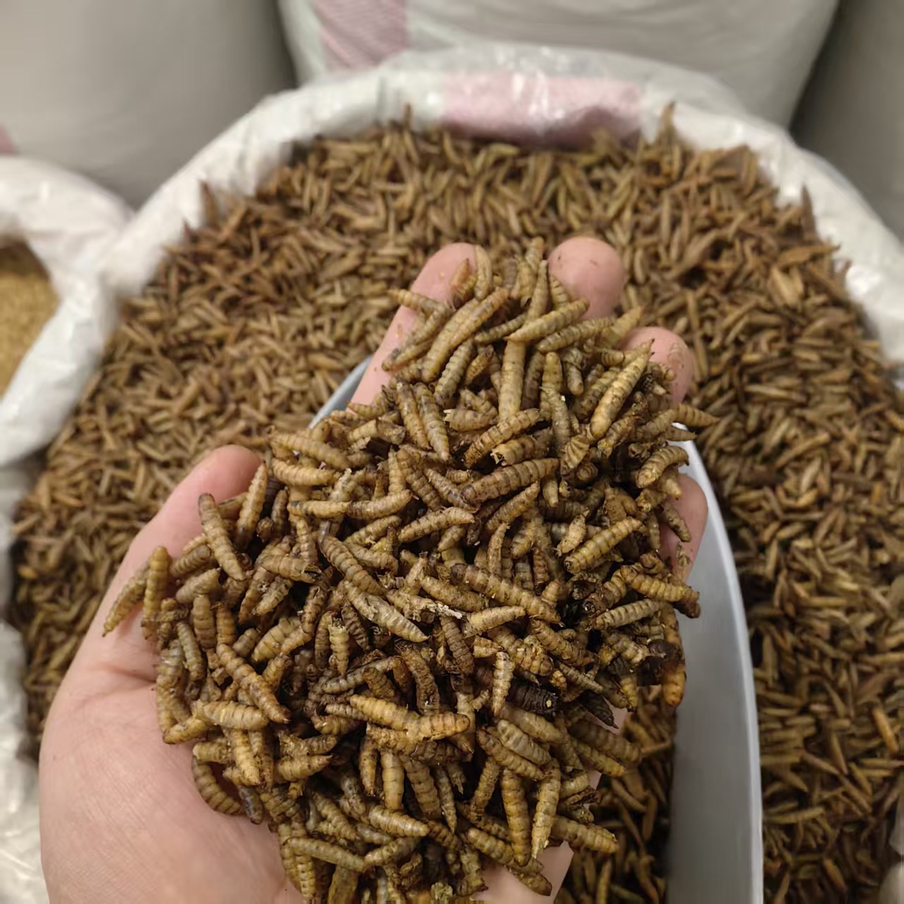Wugu Chong Boneless Insect Dried Whole Herb 500g Guangxi Origin Traditional Chinese Herbal Ingredient - Image 2