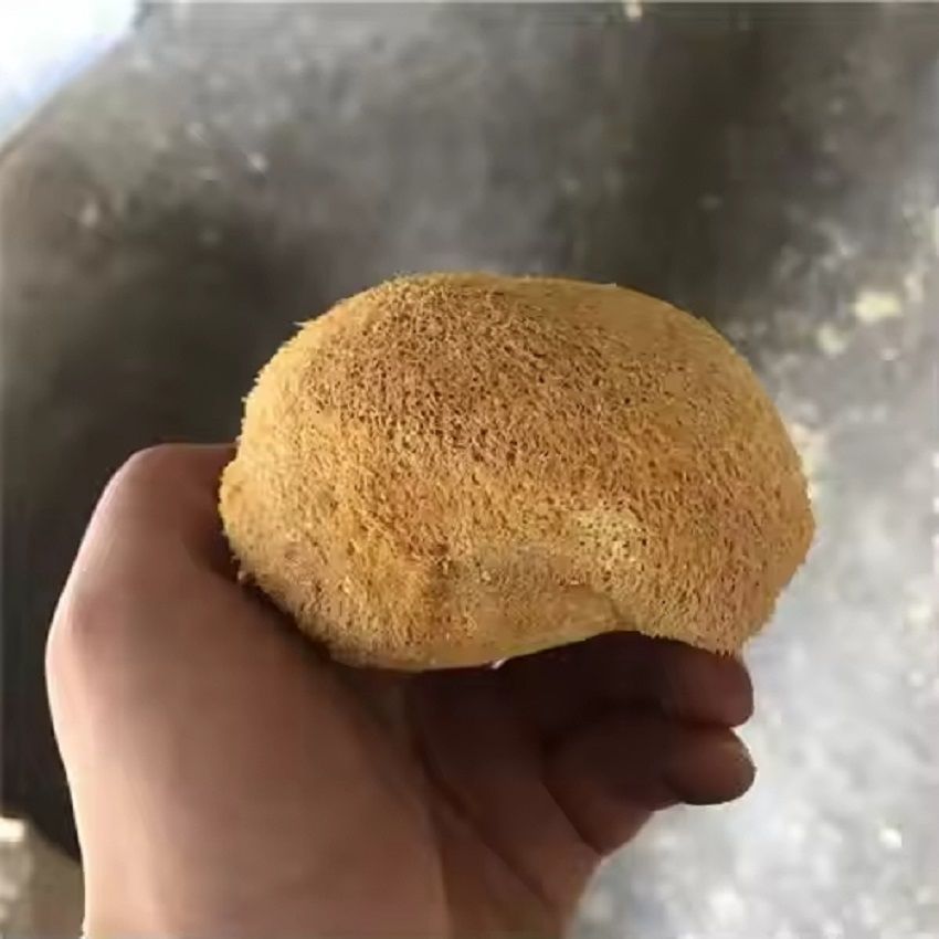 Hou Tou Gu Powder 500g Lion's Mane Mushroom Meal Replacement Powder from Northeast China - Image 4