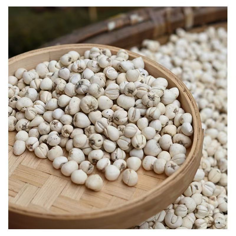 Sichuan Chuan Bei Mu Song Bei Fritillaria Bulbs Dried TCM Herb 1g Sample Pack - Image 2