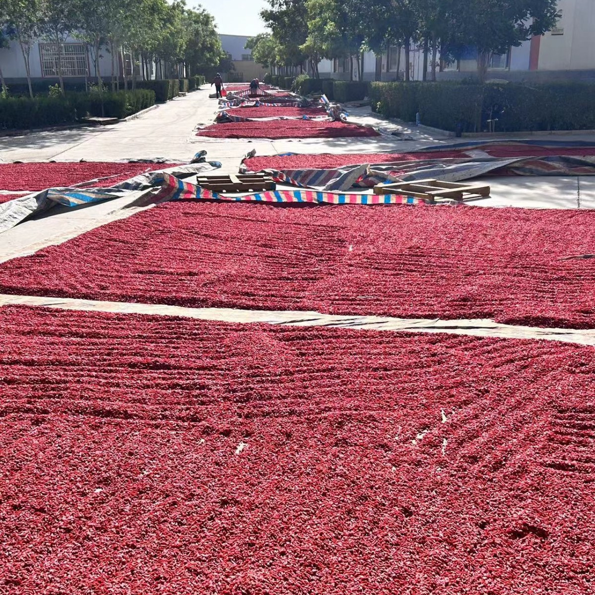 Ningxia Premium Goji Berries 100g Dried Wolfberry Fruit Gou Qi Zi Ready to Eat - Image 4