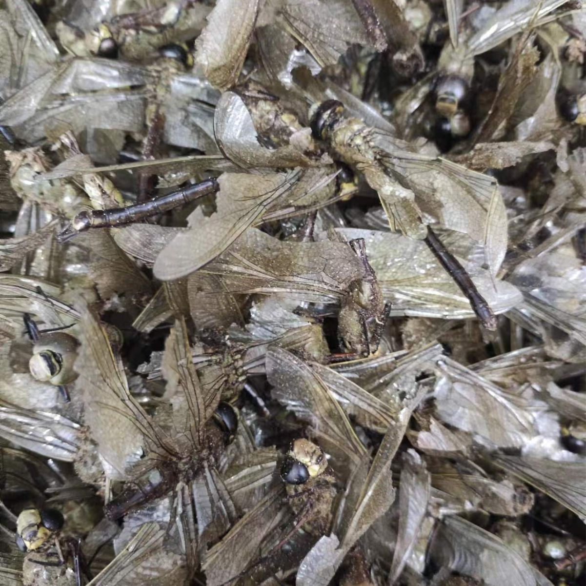 Dragonfly (Anisoptera) — Whole Dried Dragonfly, Green-Headed & Red Varieties, Food Herb - Image 2