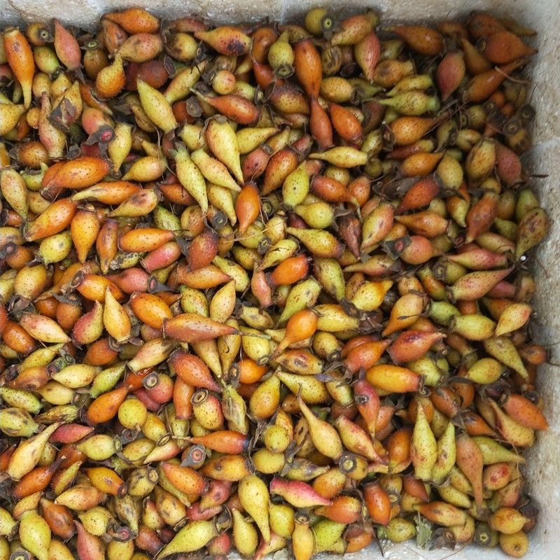 Wild Jin Ying Zi Dried Cherokee Rose Fruit 金樱子 for Herbal Wine and Decoctions 360g - Image 3
