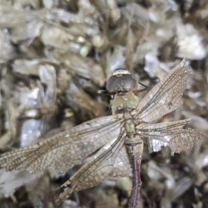 Dragonfly (Anisoptera) — Whole Dried Dragonfly, Green-Headed & Red Varieties, Food Herb