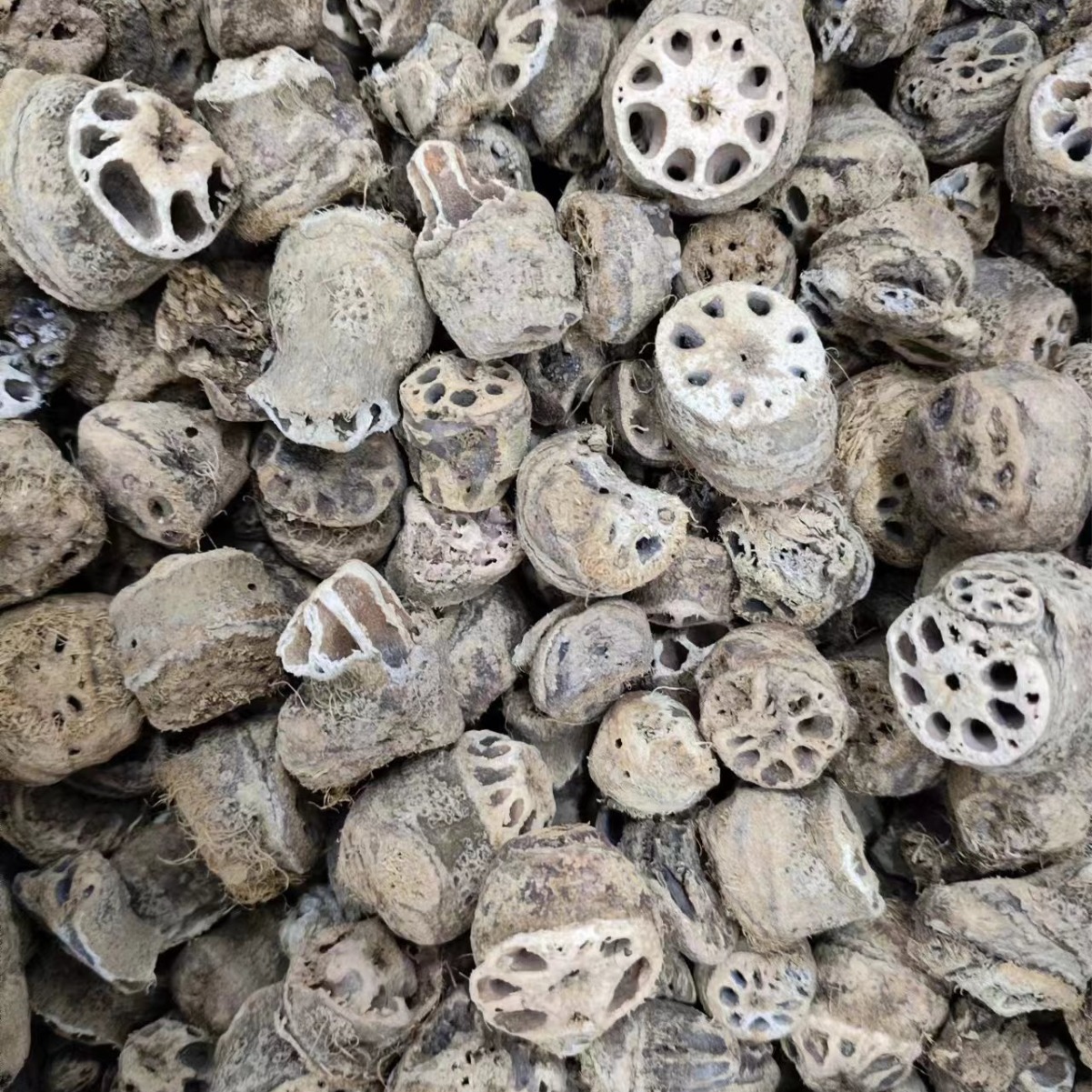 Ou Jie (Nelumbo nucifera) Lotus Rhizome Node — Dried Herbal Decoction Piece - Image 2