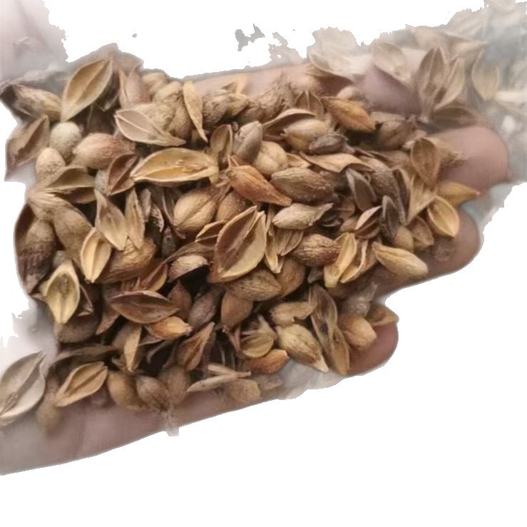 Forsythia Fruit Lian Qiao Dried Herb 500g Traditional Chinese Herbal Decoction Ingredient - Image 5