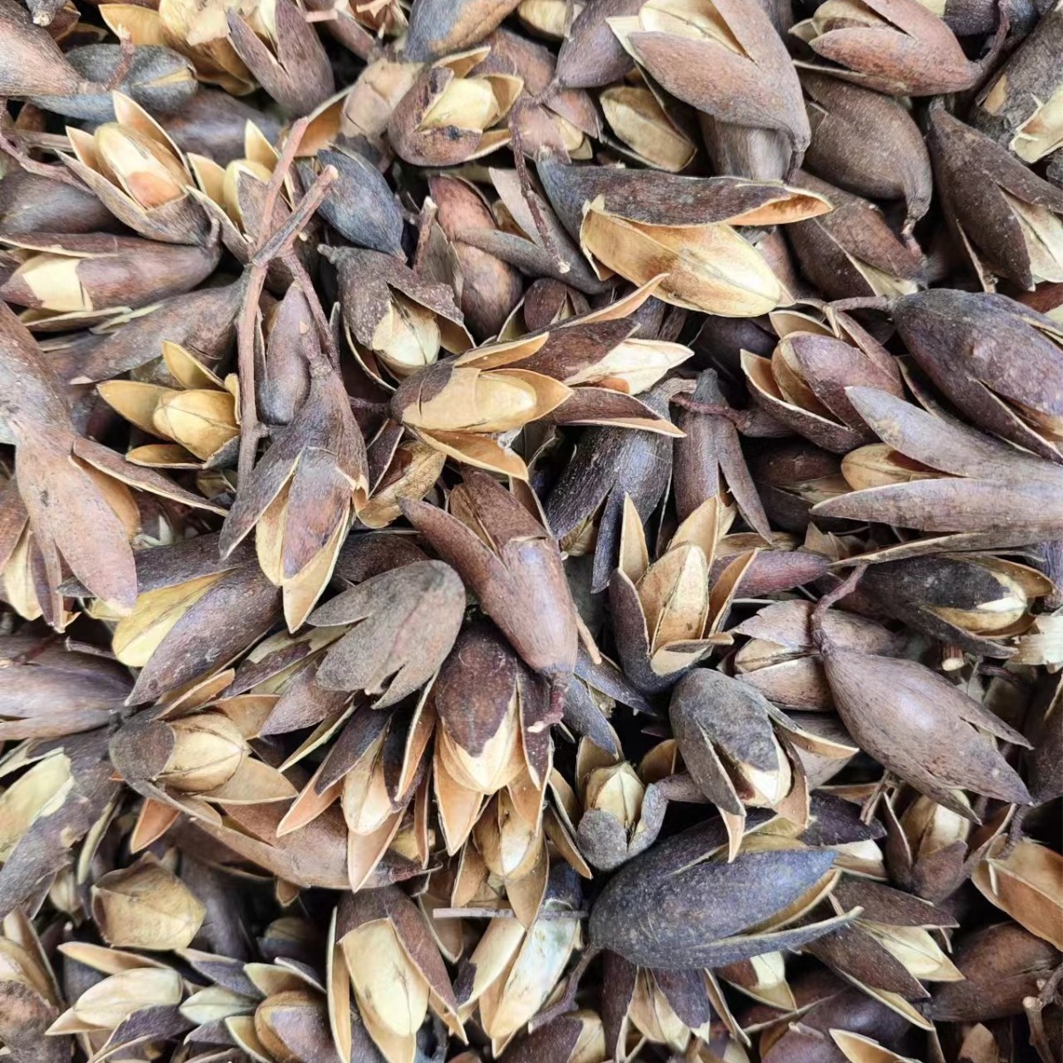 Xiang Chun Zi (Toona sinensis Seeds) — Dried Food Herb, 500g - Image 3