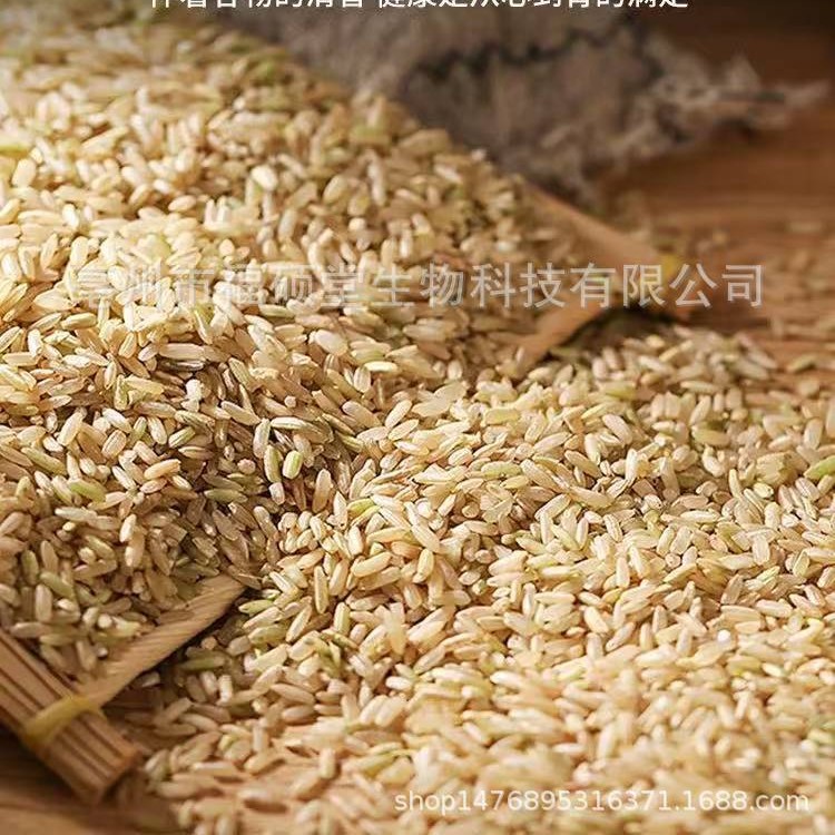 Japonica Rice (Oryza sativa) — Dried Food Grain for Congee & Daily Nourishment - Image 5