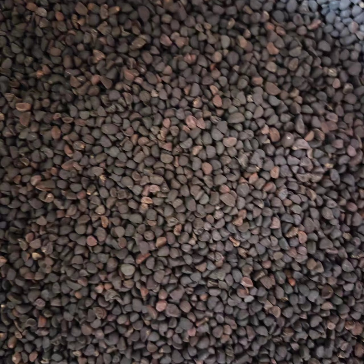 Hei Chou Seeds (Pharbitis nil) — Dried Qian Niu Zi Herb, Also Available as Bai Chou Powder - Image 2