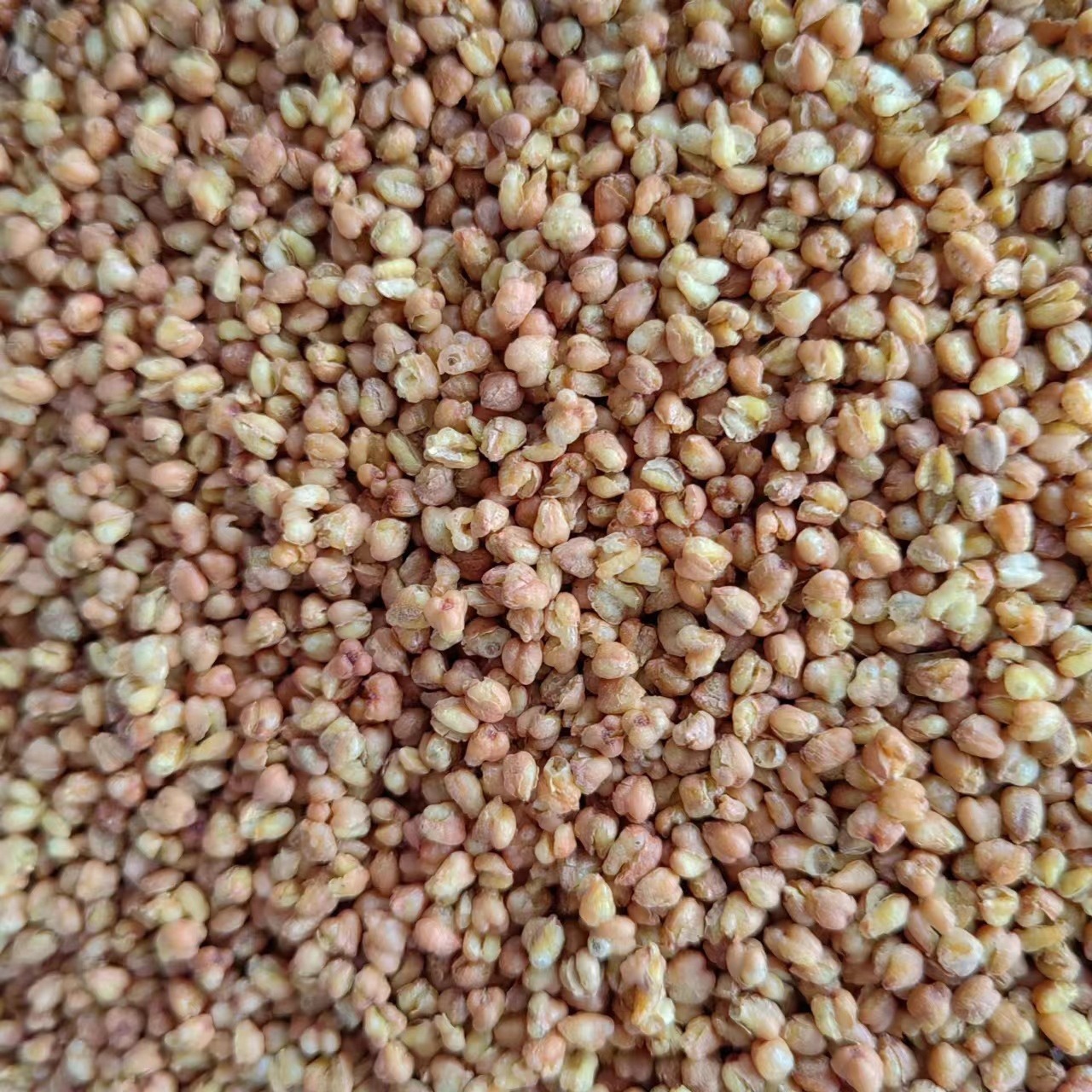 Ku Qiao Mai (Fagopyrum tataricum) — Dried Tartary Buckwheat Grain, Food Herb for Tea & Porridge - Image 5