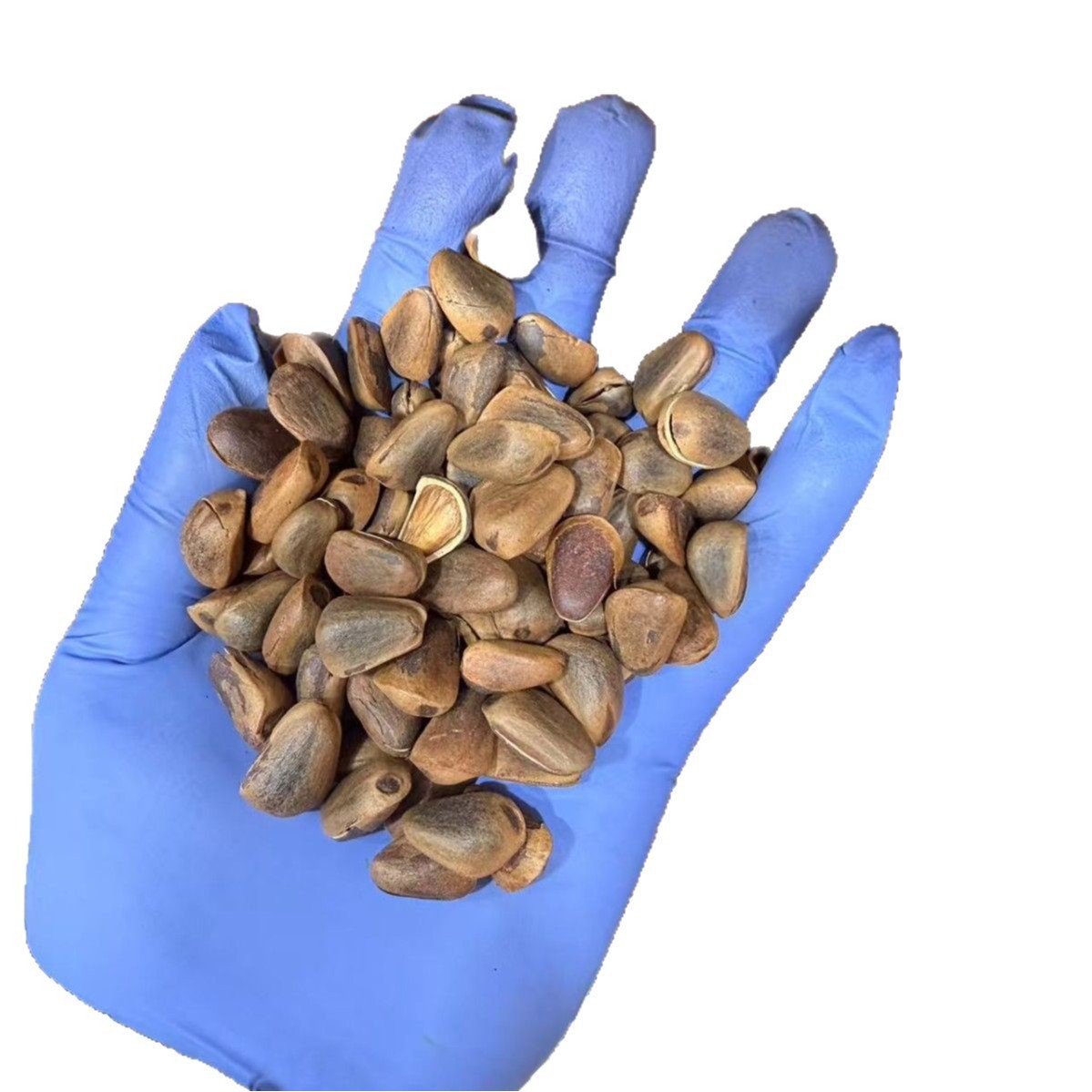 Northeast Open Shell Pine Nuts Hand Peeled Nut Kernels Fresh Snack Retail and Wholesale - Image 5