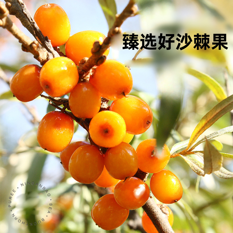 Ninganbao Sea Buckthorn Juice 300ml Pure Sea Buckthorn Original Juice Ready to Drink - Image 4