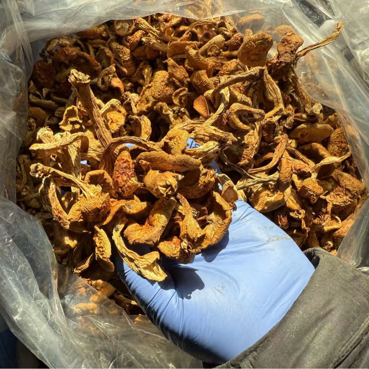 Dried Northeast Yellow Mushroom Hua Zi Gu Dried Mushroom for Chicken Stew 500g - Image 5
