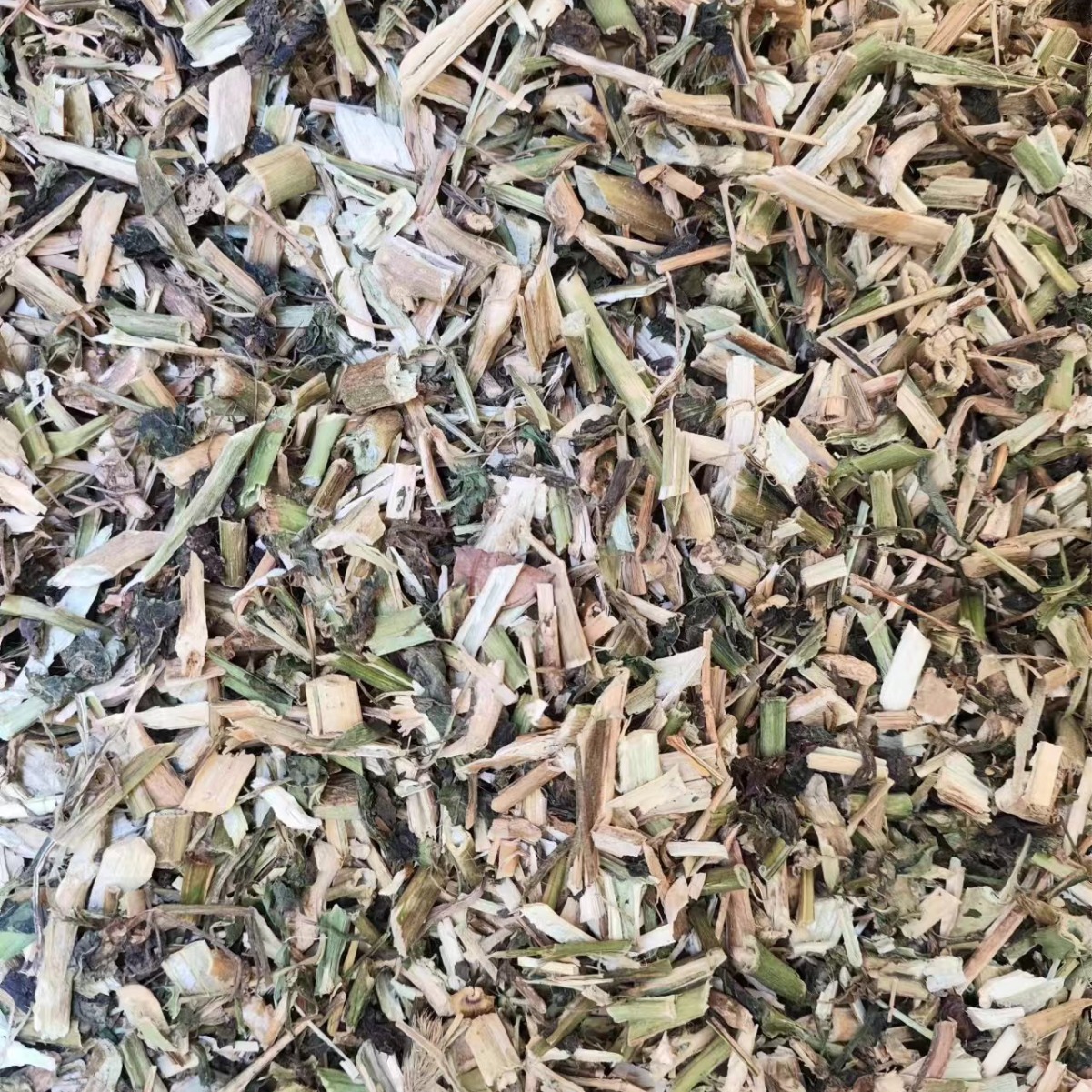 Long Kui Herb (Solanum nigrum) — Dried Black Nightshade for Traditional Herbal Use - Image 2