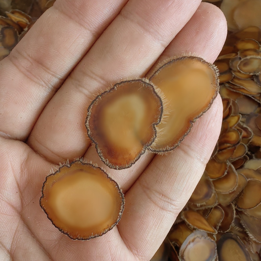 Deer Antler Slices Lu Rong Quan La Pian Full Wax Slices for Soup and Wine Infusion 5g - Image 2