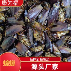 Dried Cockroach (Eupolyphaga sinensis) — Traditional Chinese Medicinal Insect, 500g