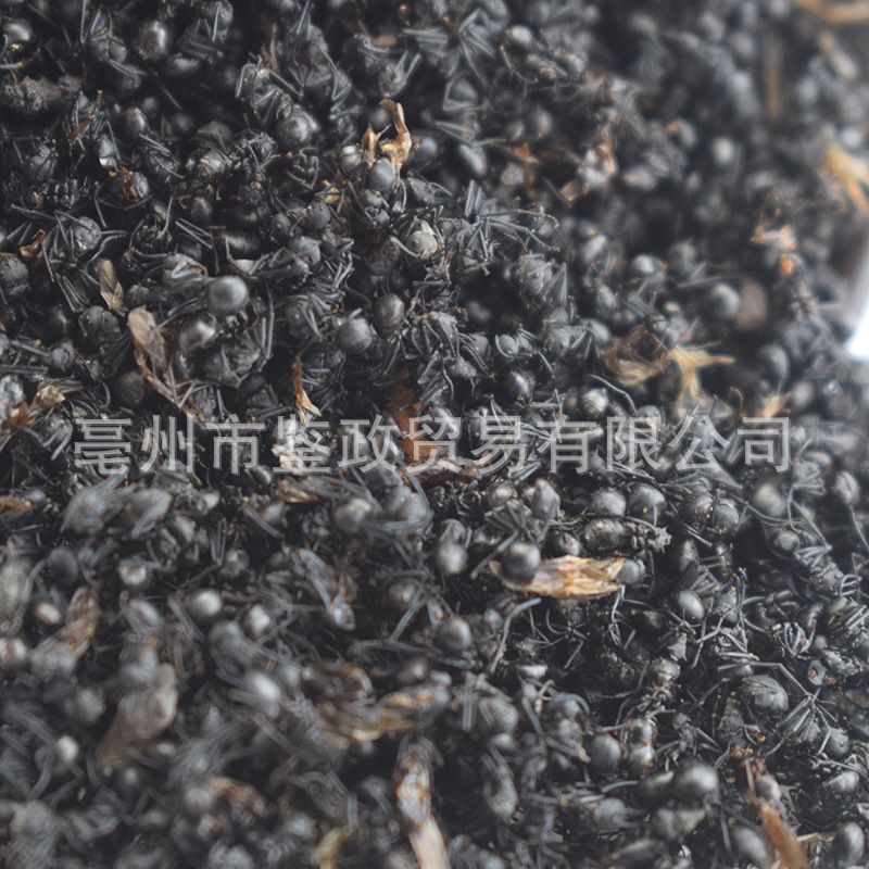 Dried Black Ant Whole Insect 500g Traditional Chinese Herbal Material for Infusion and Decoction Use - Image 2