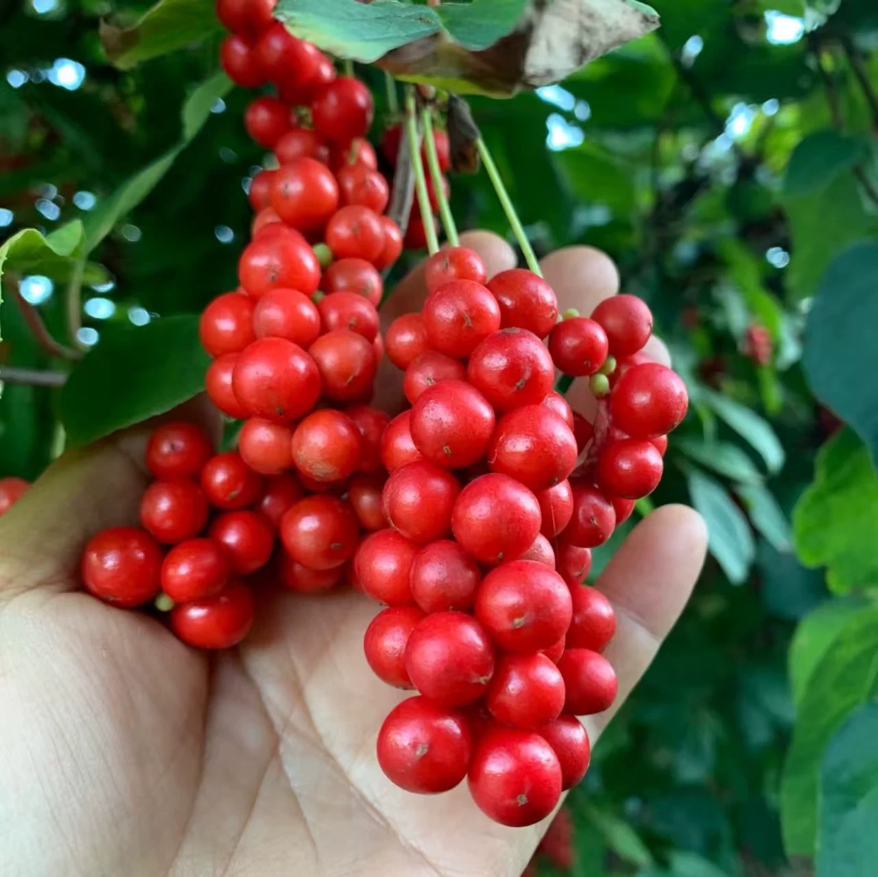 Wu Wei Zi Schisandra Berries Whole Dried Chinese Herb for Tea and Decoction 10g Bag - Image 3