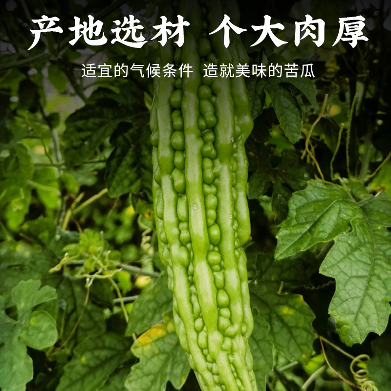 Bitter Melon Crisps Ku Gua 100g Ready to Eat Vegetable Chips Healthy Snack - Image 3