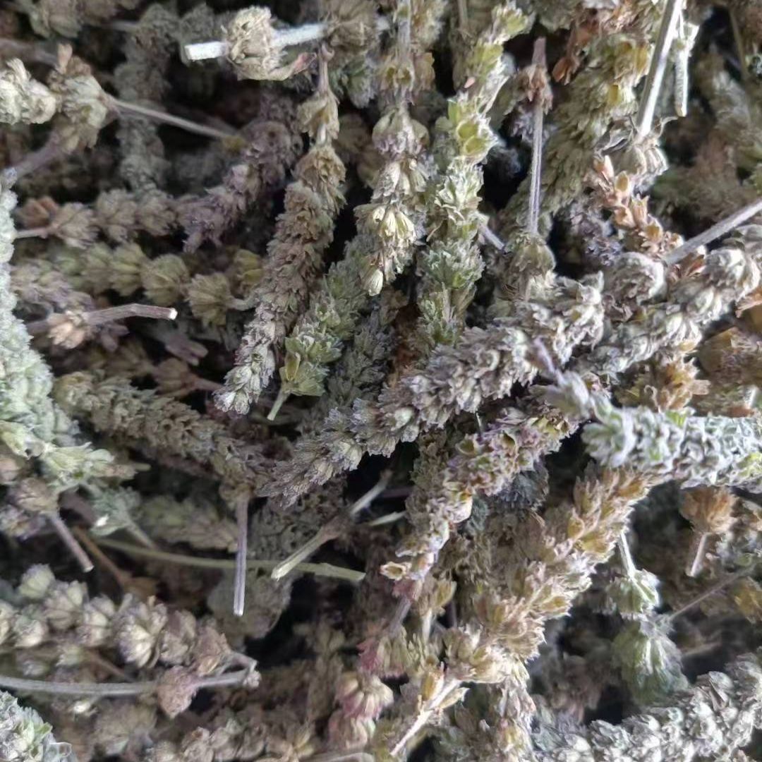 Jing Jie Spike (Schizonepeta tenuifolia) — Dried TCM Herb, 500g - Image 3