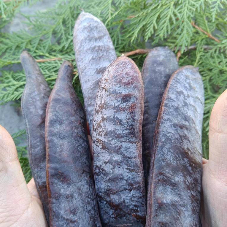 Wild Chinese Honey Locust Pods Zao Jiao Gleditsia sinensis Dried Broken Segments Natural Herbal Cleansing Hair Wash Raw Herb - Image 4
