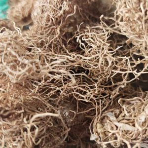 Scallion Root & Scallion White (Allium fistulosum) — Dried Culinary Herb for Cooking & Soup