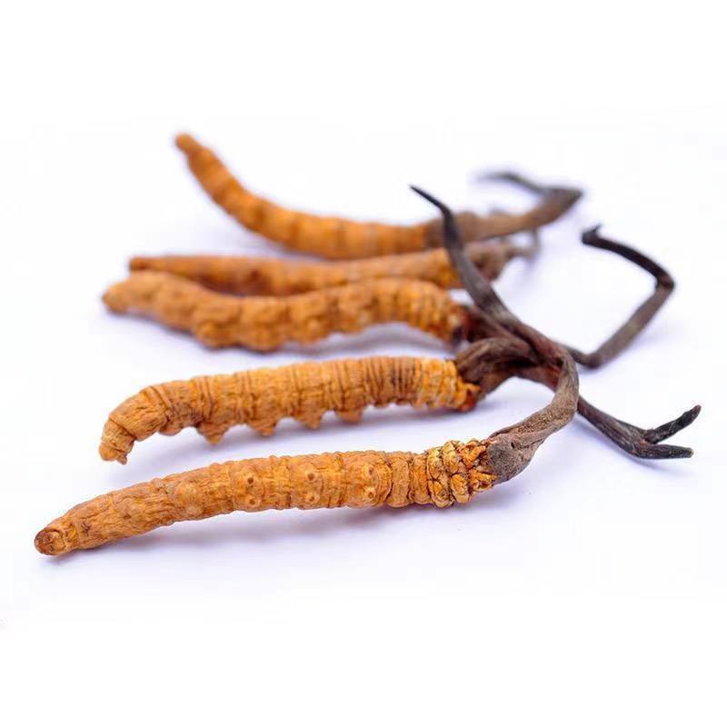 Cordyceps Sinensis Dong Chong Xia Cao Wild Caterpillar Fungus Dried Whole Pieces Nagqu Tibet Gift Box - Image 5