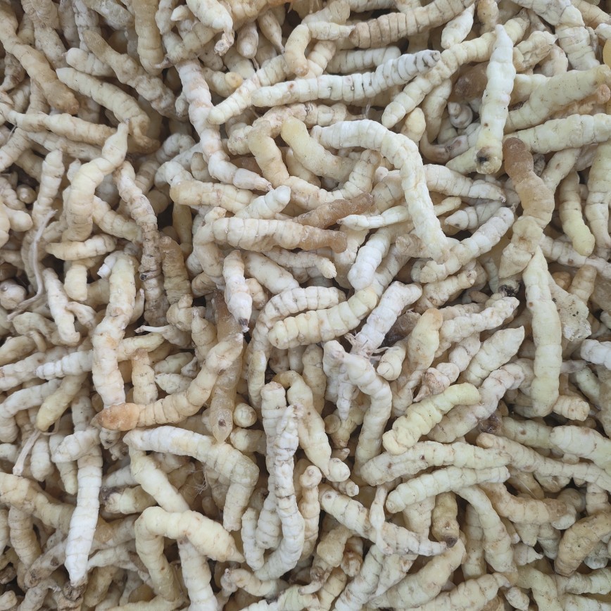 Cao Shi Can (Stachys affinis) — Dried Chinese Artichoke Tubers, Food Herb from Yunnan - Image 3