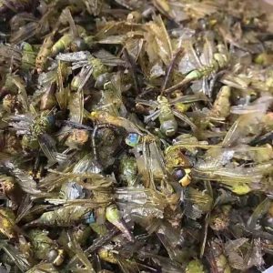 Dragonfly (Anisoptera) Dried Edible Insect — 500g Food-Grade Whole Dragonflies