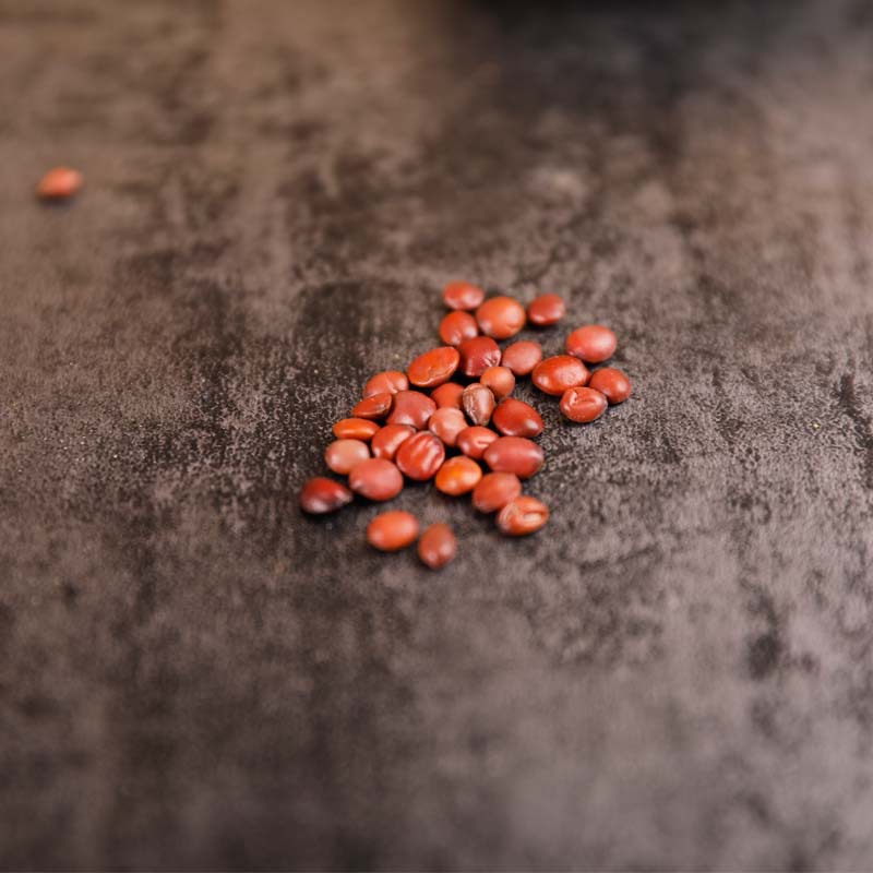 Sour Jujube Seed Suan Zao Ren Stir-Fried Dried Herb 500g Bag Hebei Origin Traditional Sleep Support - Image 4