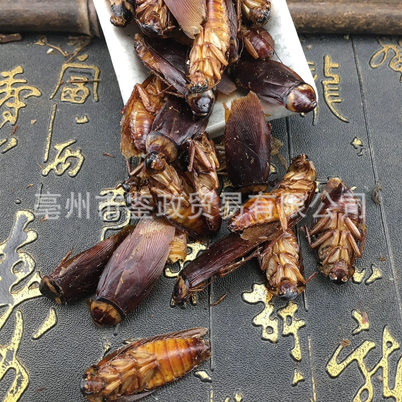 Dried American Cockroach Periplaneta Americana Fei Lian TCM Raw Herb 500g - Image 3