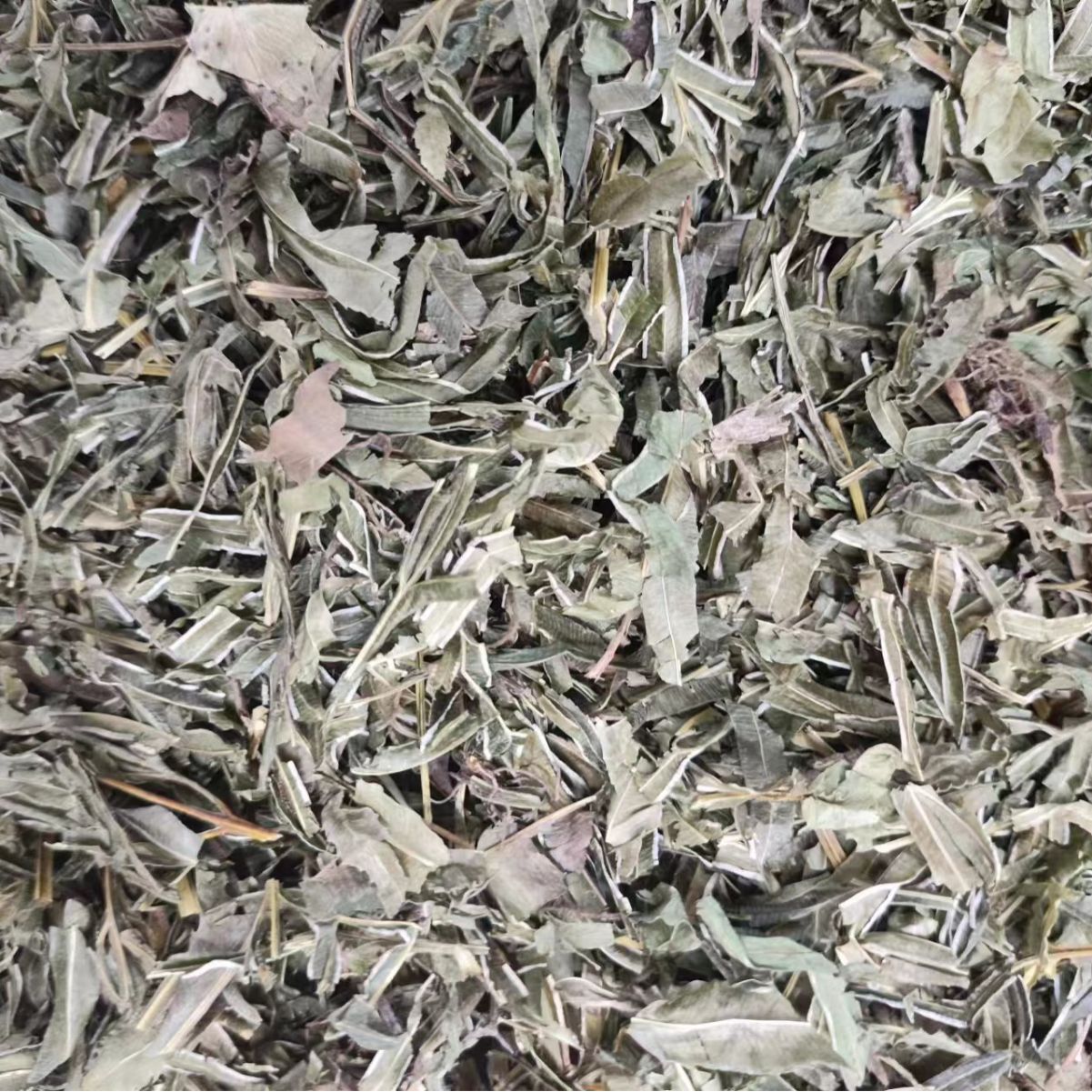 Feng Wei Cao (Pteris multifida) — Dried Chinese Herb, Powder Option, 500g - Image 4