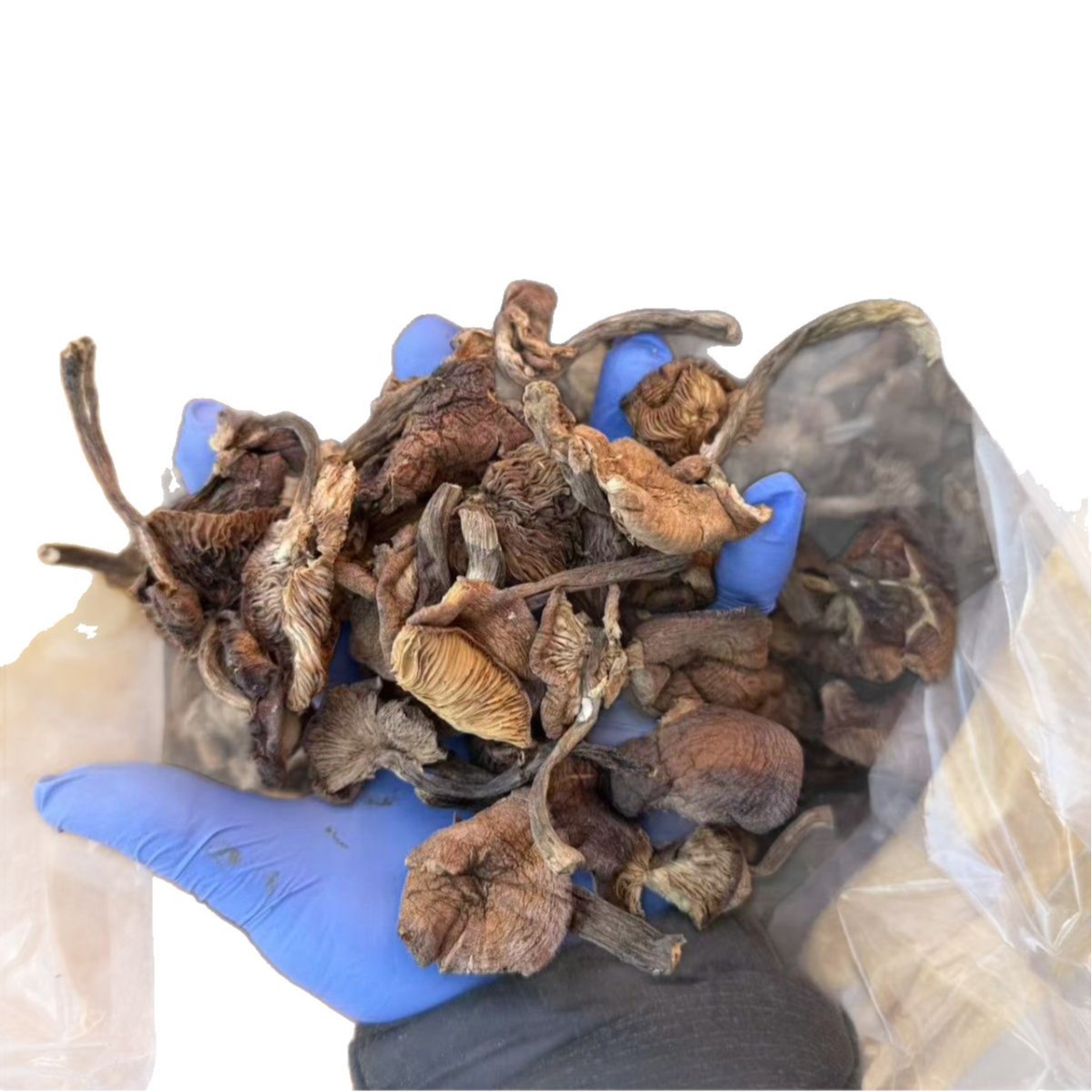 Dried Hazel Mushroom Slices Northeast China Zhen Mo 500g Wild Forest Mushroom for Soup and Stew - Image 5