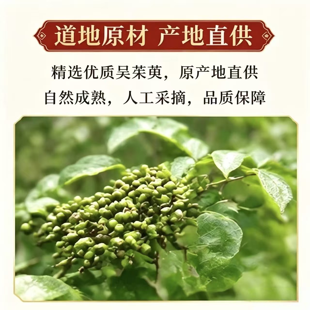 Evodia Fruit Wu Zhu Yu 1000g Bag Dried Jiangxi Herb for Culinary and Traditional Use - Image 3