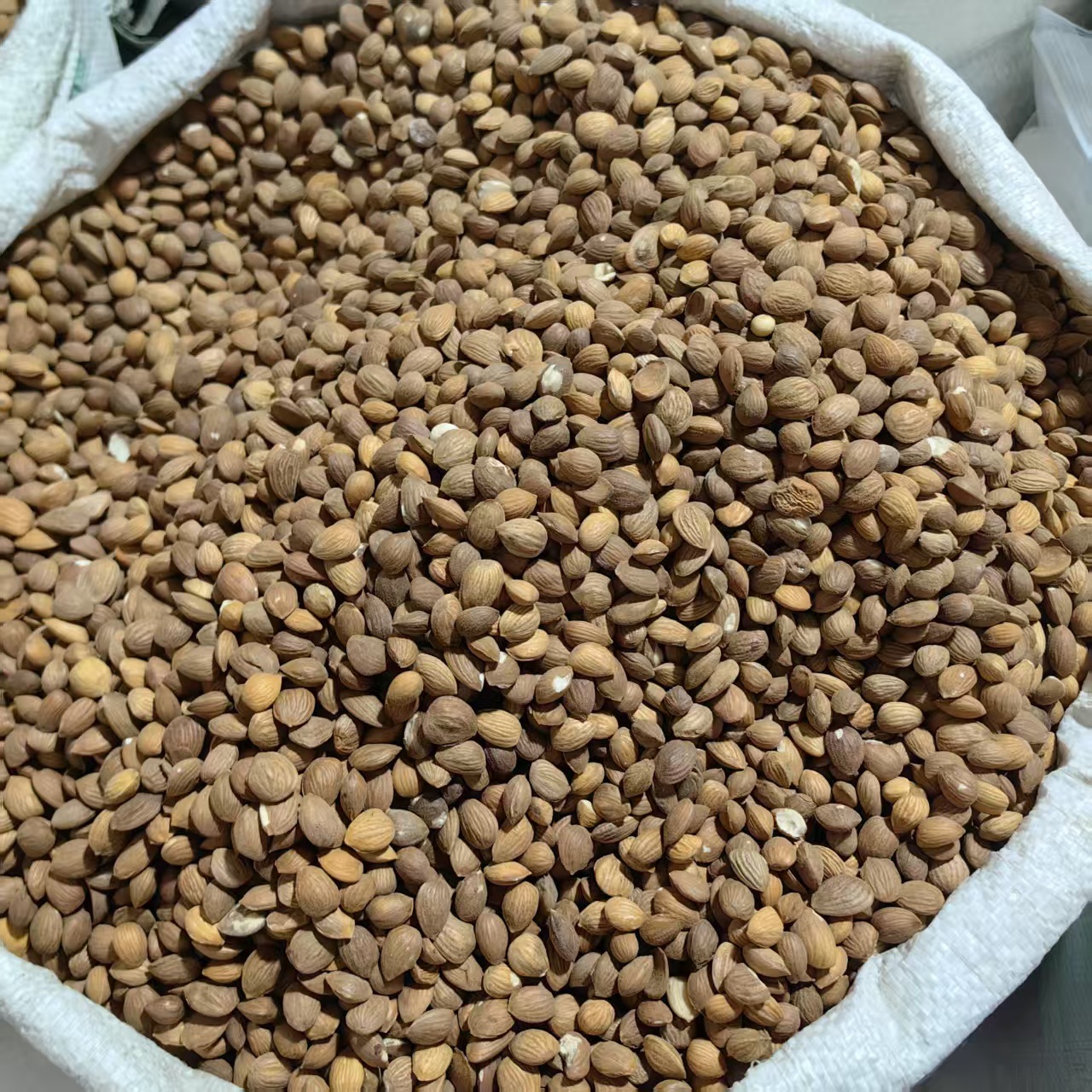 Peach Kernel Tao Ren 山桃仁 Dried Prunus persica Seed for TCM Decoctions 500g - Image 4
