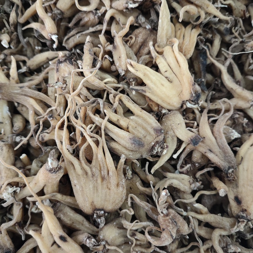 Shou Zhang Shen (Gymnadenia conopsea) — Tibetan Dried Hand-Palm Orchid Tubers, 4600m Nyingchi - Image 4
