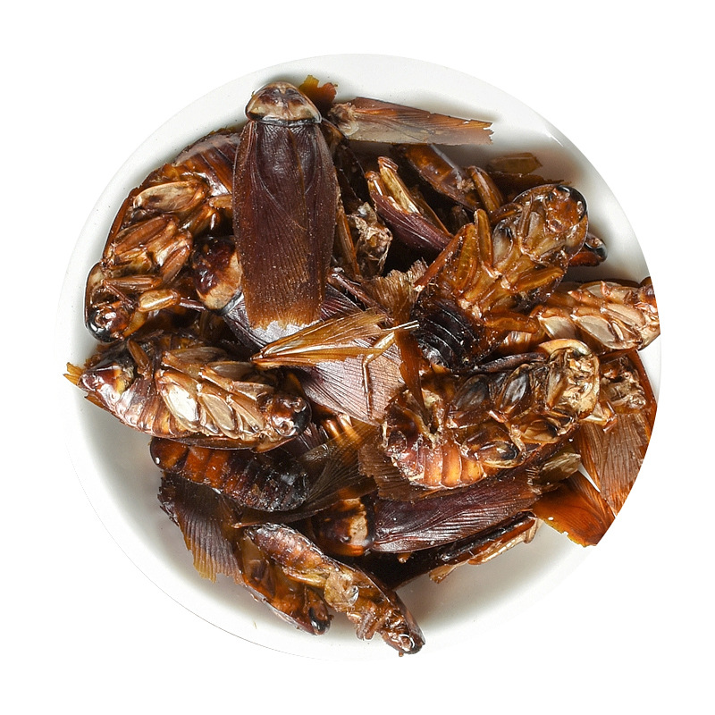 Fei Lian (Blatta orientalis) Dried Medicinal Insect — Traditional Chinese Herbal Material - Image 5